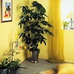 At least one big plant in each room to freshen the atmosphere