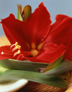 Amaryllis