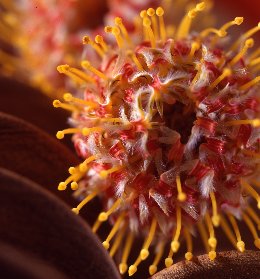 Leucospermum