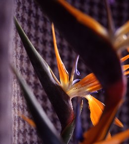 Strelitzia