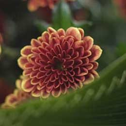 Chrysanthemum