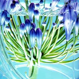 Agapanthus