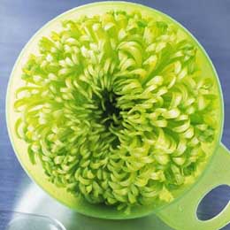 Chrysanthemum