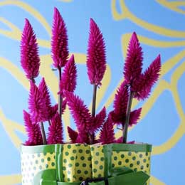 Celosia