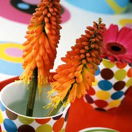 Kniphofia