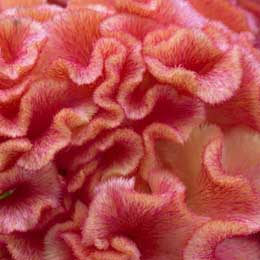 Celosia