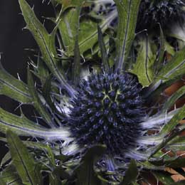 Eryngium