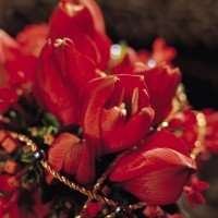 Blood-Red Amaryllis