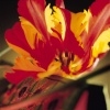 Fiery Parrot Tulips