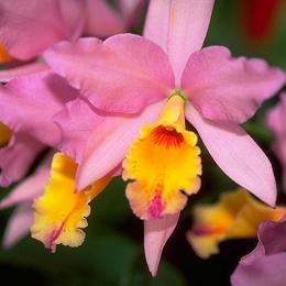 Cattleya Orchid