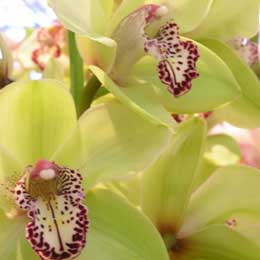 Cymbidium