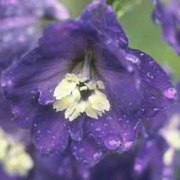 Delphinium