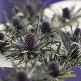 Eryngium