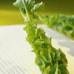 Moluccella