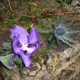 Vanda and eryngium button holes