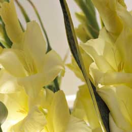 Gladiolus