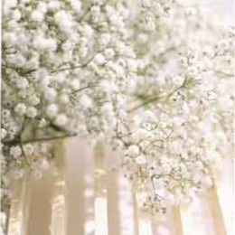 Gypsophila