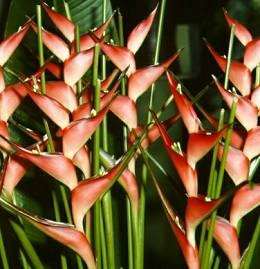 Heliconia