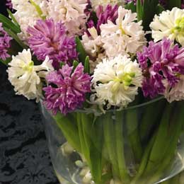 Hyacinths