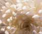 Chrysanthemum - truth