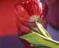 Red tulip - declaration of love