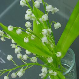 Lily of the Valley