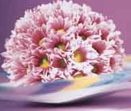 Chrysanthemum