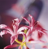 Nerine