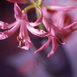 Nerine