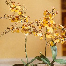 Oncidium