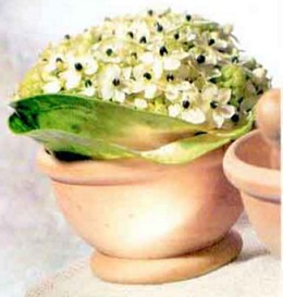 Bowl of Ornithogalum