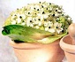 Bowls of Ornithogalum