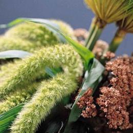 setaria grass, sedum and papyrus