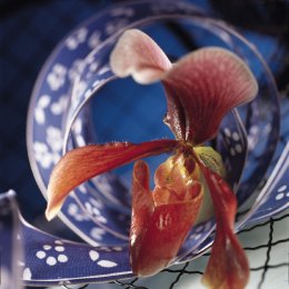 Paphiopedilum