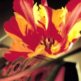 Parrot Tulip