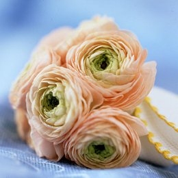 Ranunculus