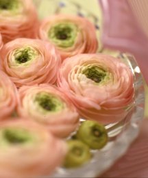 Ranunculus