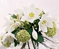 Eucharis & guelder rose