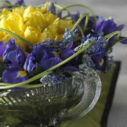 Tulips, iris and muscari