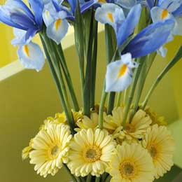 Pale blue iris and gerbera