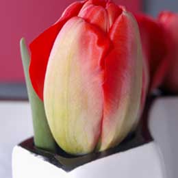 Tulip