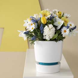 White hyacinth, chrysanthemum, eucharis, gerbera, muscari and tulips