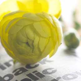 Ranunculus