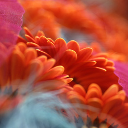 gerbera