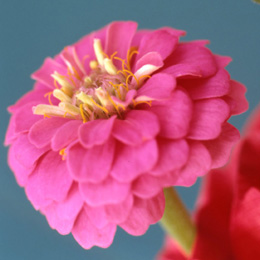 zinnia