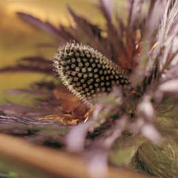 Eryngium