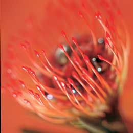 Leucospermum