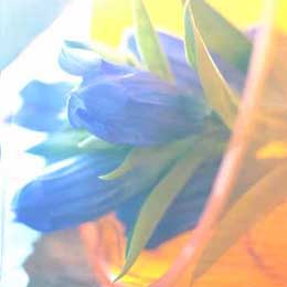 Gentian