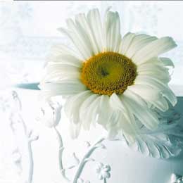 Leucanthemum