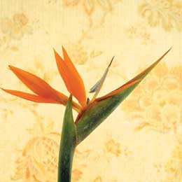 Strelitzia